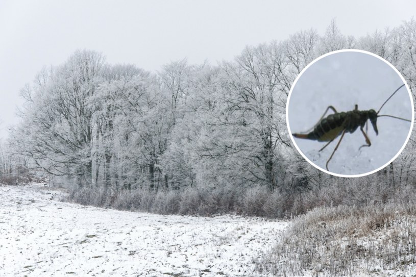 Niewielki owad kryje się w śniegu. Czym jest „pchła śnieżna”?