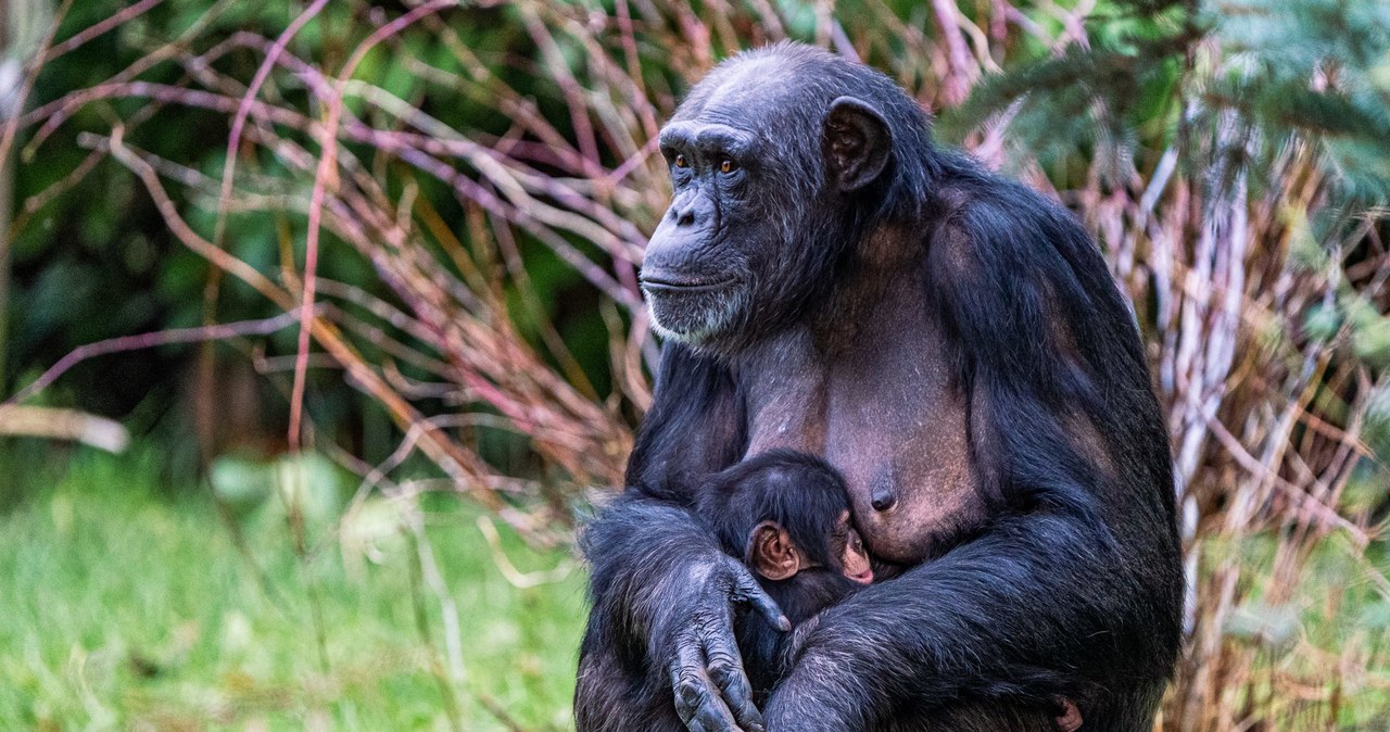 W zoo w Chester urodził się „najrzadszy szympans na świecie”