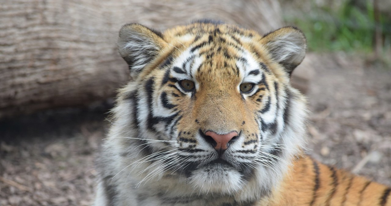 Rozbudowa płockiego zoo. Powstanie 6 nowych pawilonów