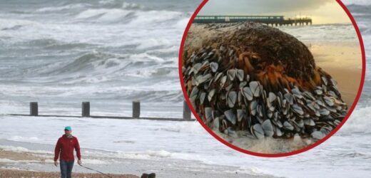 Niesamowity twór wypłynął na plażę. Ludzie bali się podchodzić