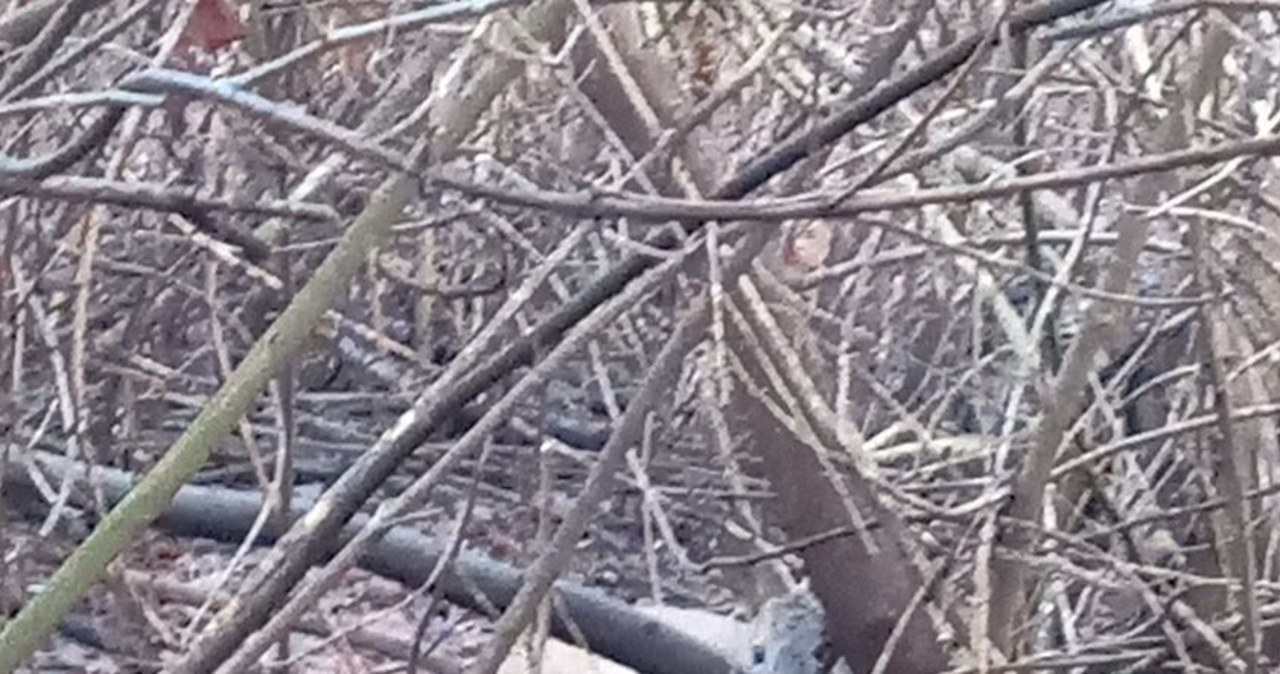 Sarna w centrum Krakowa. Uciekała przed psami, a potrącił ją samochód