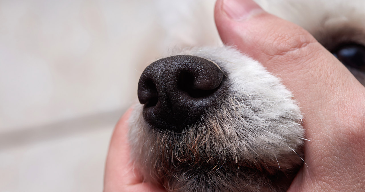 Prokuratura zaskarżyła wyrok ws. zabicie szczeniaka sztachetą