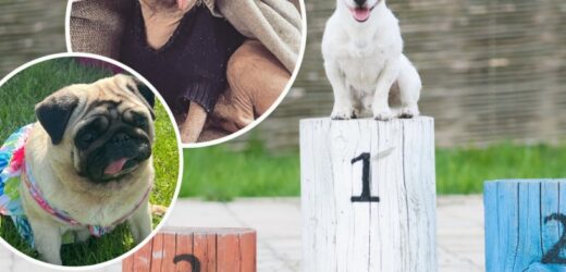 Konkurs na najbrzydszego psa. Oto finaliści. „Każdy ma w sobie coś pięknego”