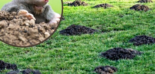 Obserwuj uważnie kopce kretów. Mogą zwiastować rychłą zmianę w pogodzie