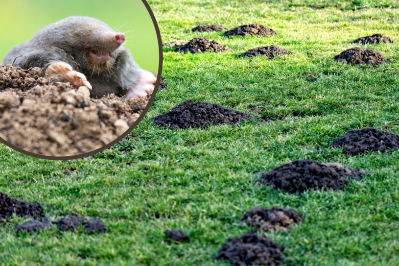 Obserwuj uważnie kopce kretów. Mogą zwiastować rychłą zmianę w pogodzie