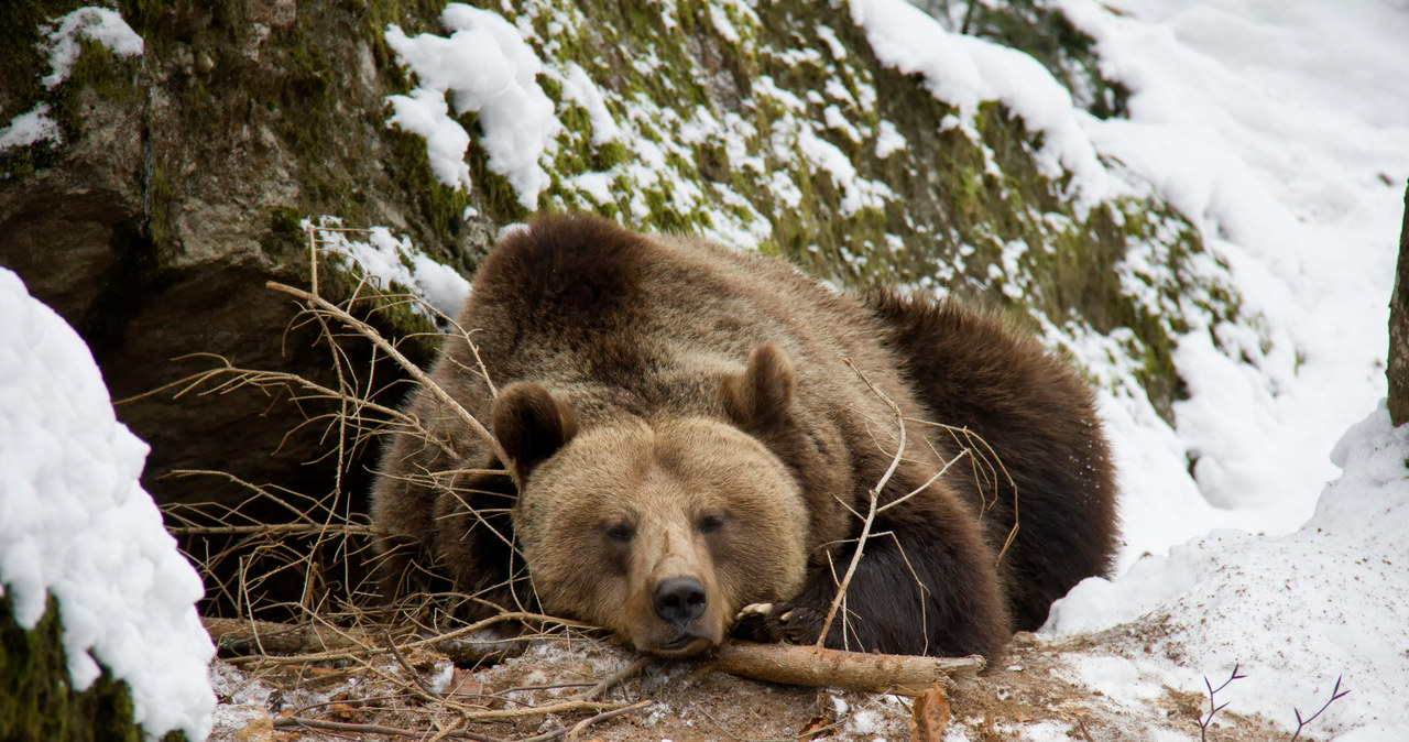 Bieszczady: Przygotuj się na bliskie spotkanie z niedźwiedziem