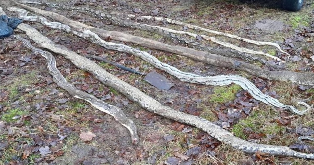 Wielkopolska: Znaleziono 8 martwych boa i pytonów. Zostały uduszone