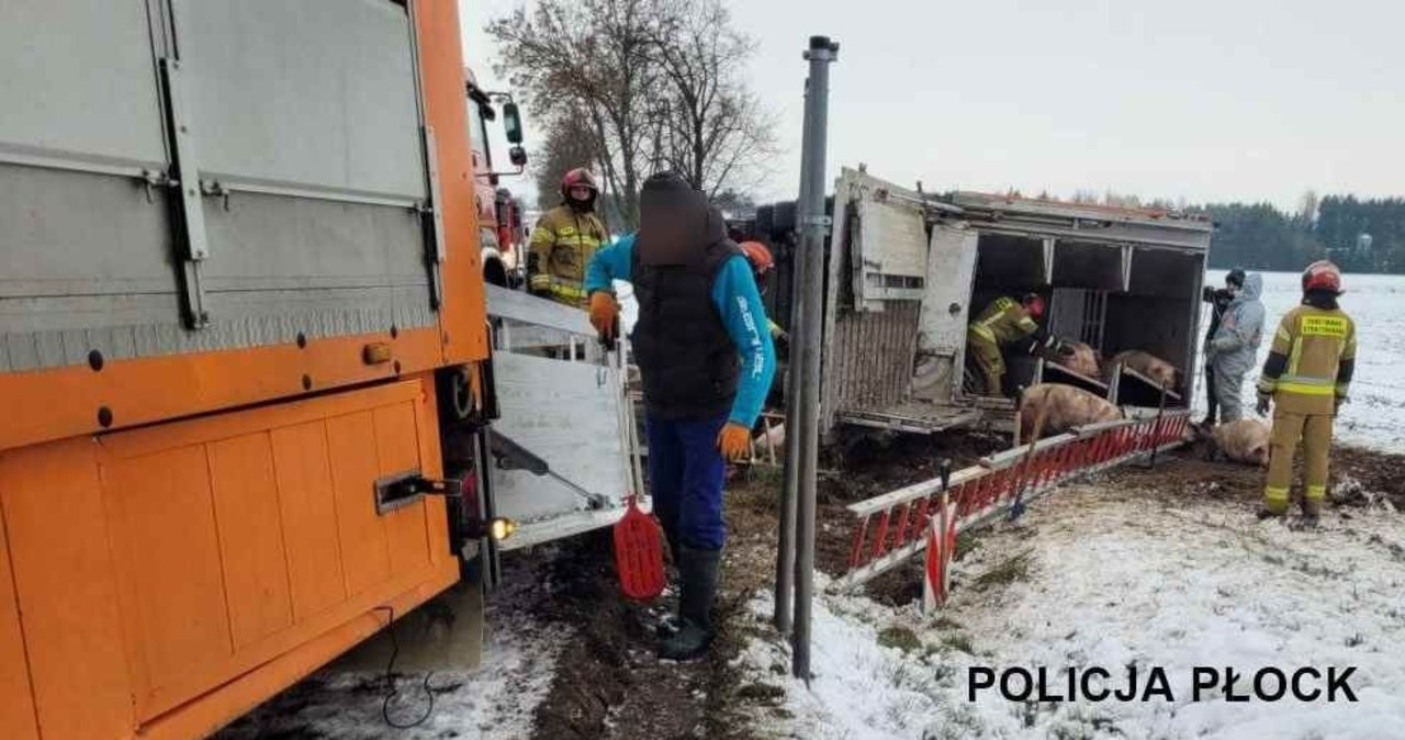 Mazowsze: Przewróciła się ciężarówka z trzodą chlewną