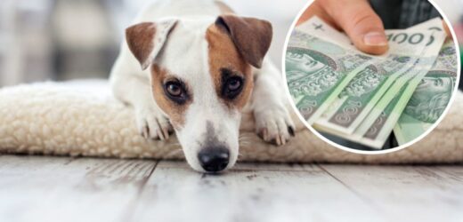 „500 plus” dla zwierząt. Zobacz, na co można uzyskać dofinansowanie