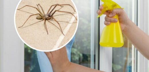 Chcesz się pozbyć pająków z domu? Spryskaj tym okna oraz drzwi. Nienawidzą tego zapachu