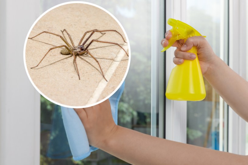 Chcesz się pozbyć pająków z domu? Spryskaj tym okna oraz drzwi. Nienawidzą tego zapachu