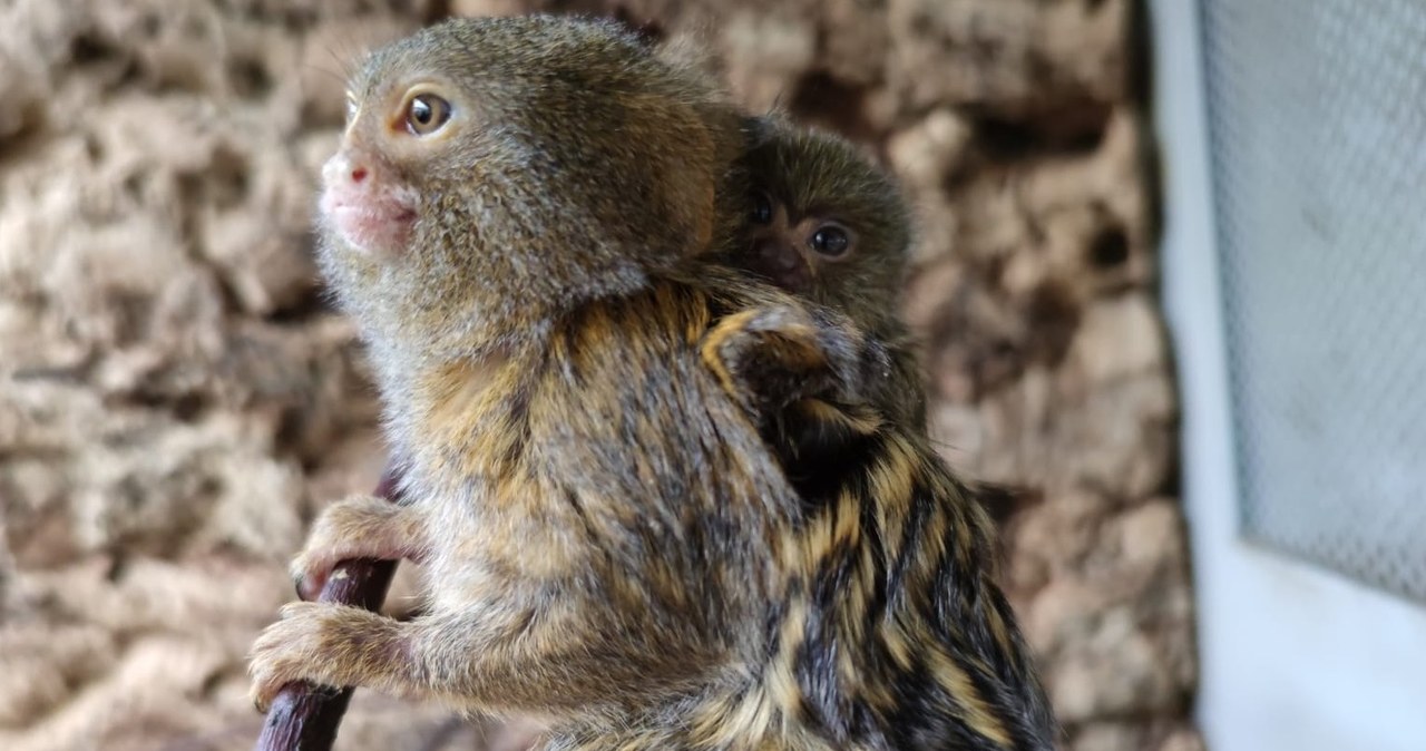 W śląskim zoo urodziła się pigmejka karłowata