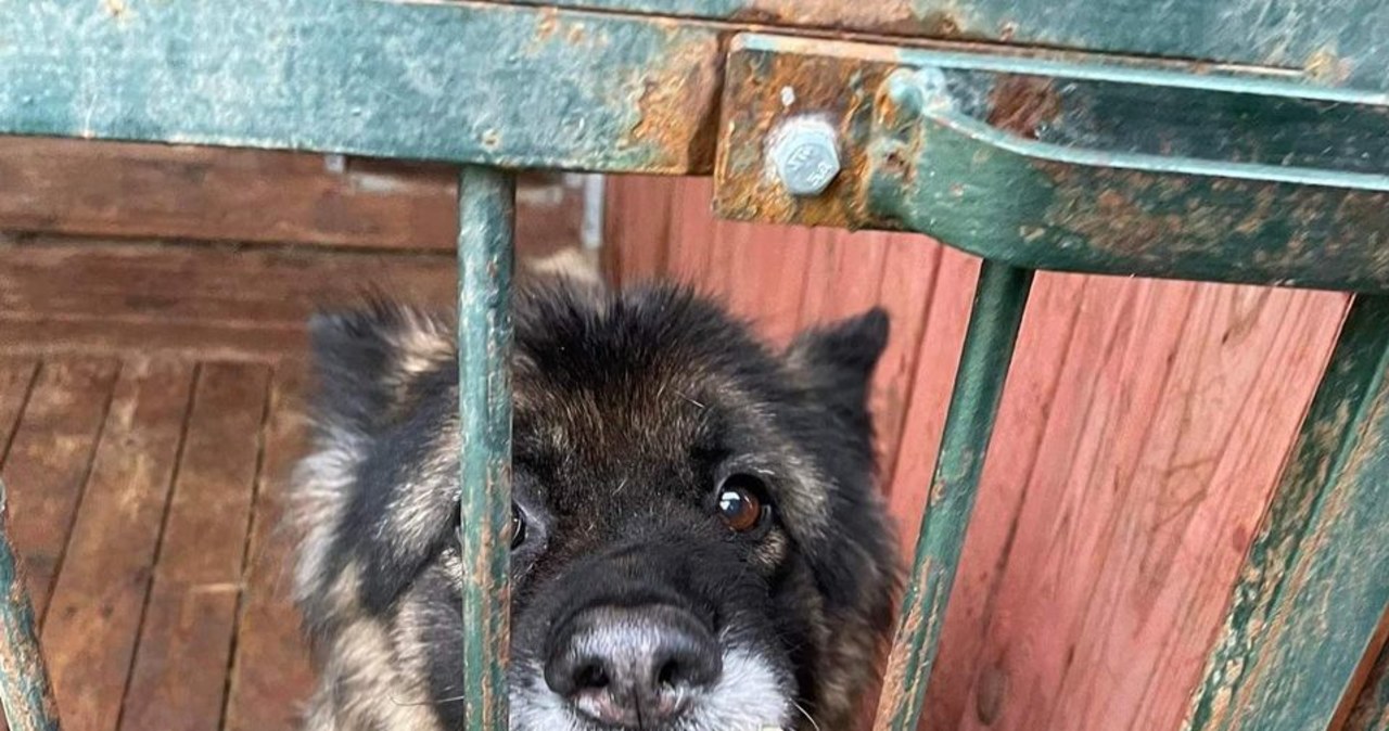 „Tego widoku się nie zapomina”. Martwe psy w schronisku w Wielkopolsce