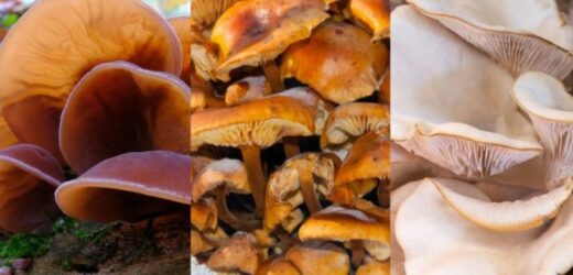 Grzyby w lutym? Wiemy, gdzie szukać jadalnych okazów