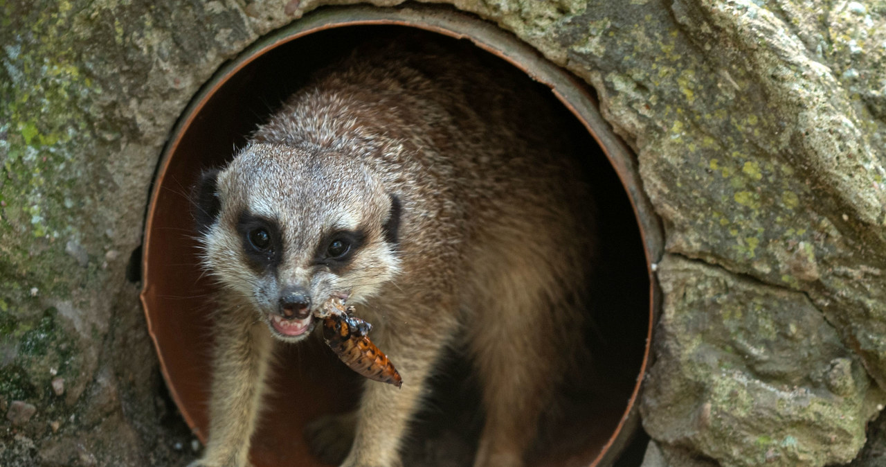 Nietypowa akcja łódzkiego zoo. Możesz odegrać się na swoim ex!