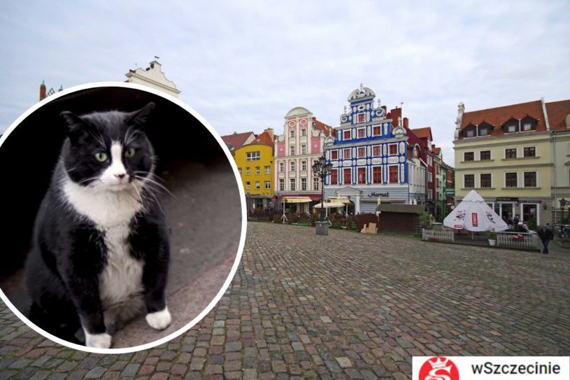 Światowe media piszą o polskim kocie. Kim jest Gacek ze Szczecina?