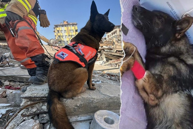 Podczas akcji ratunkowej zginął pies ratowniczy. Nagrano okropny moment