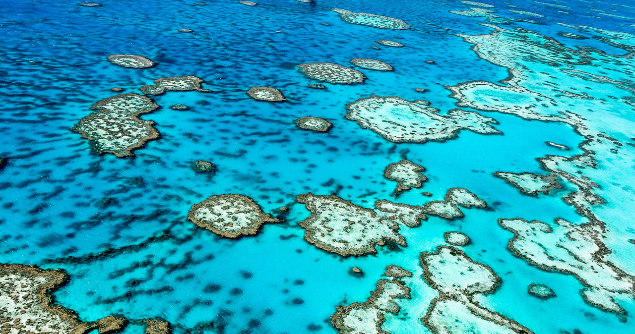 Pierwsza taka decyzja Australii. Chodzi o rafę koralową