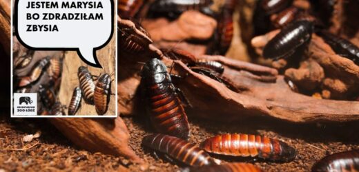 Nazwij karaczana imieniem eks. Antywalentynkowa akcja łódzkiego zoo
