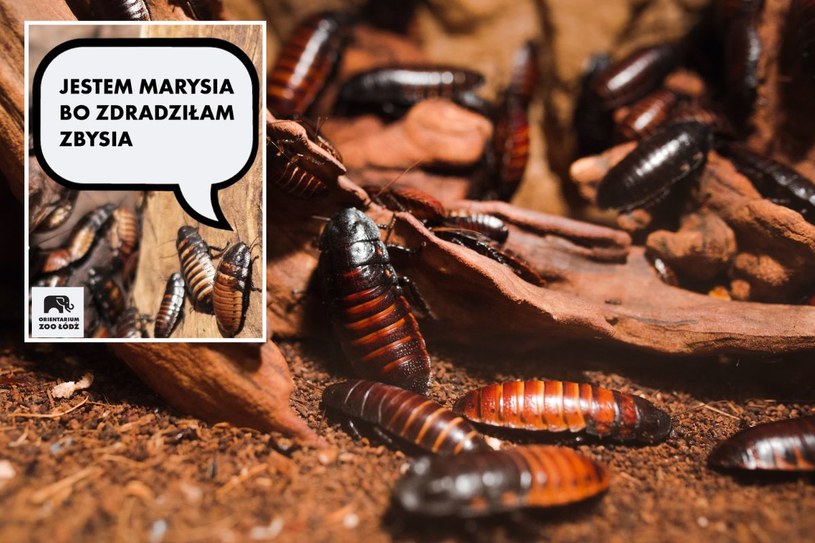 Nazwij karaczana imieniem eks. Antywalentynkowa akcja łódzkiego zoo