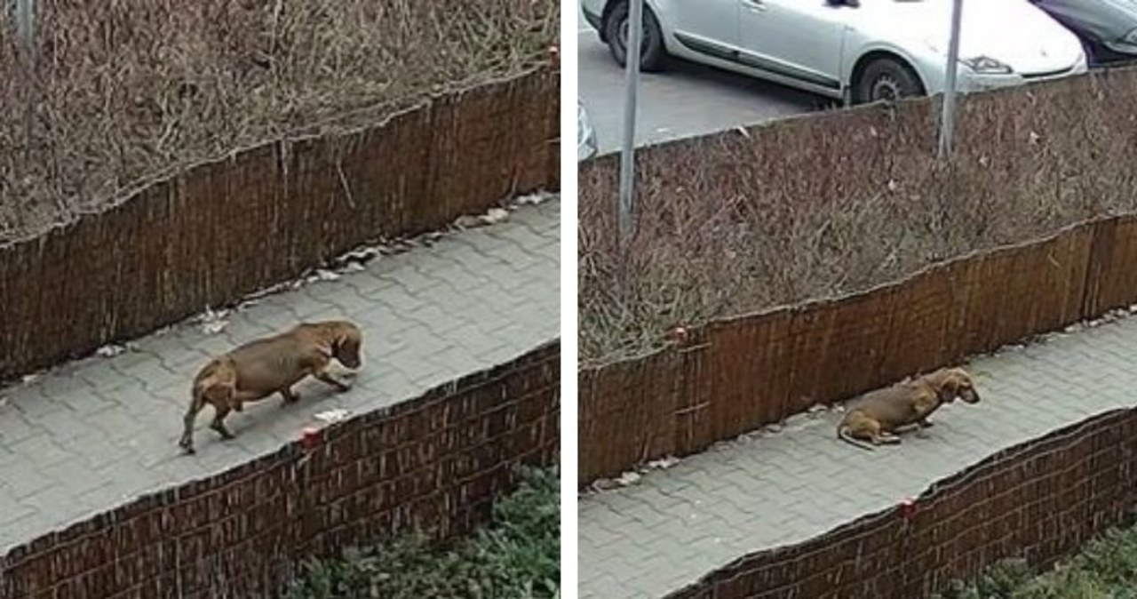 Jamnik skopany na ulicy. Katem okazał się właściciel