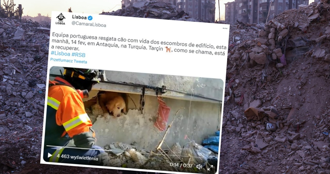 Uratowano psa, który spędził 200 godzin pod gruzami. Zobacz wyjątkowe nagranie