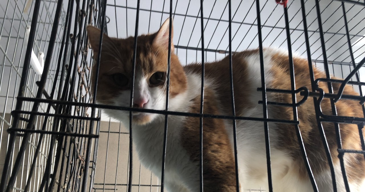 Dzisiaj Dzień Kota. Na adopcję czekają małe kotki i duże kocury