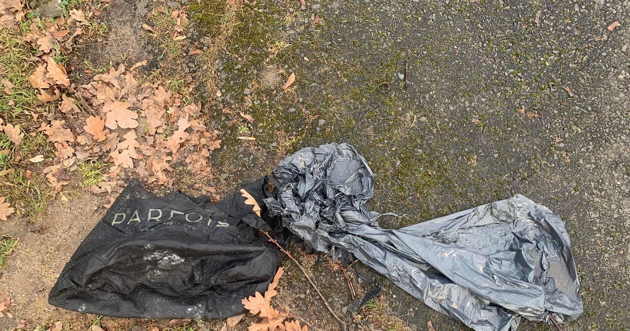 Martwy i okaleczony pies w parku. Sprawę bada policja