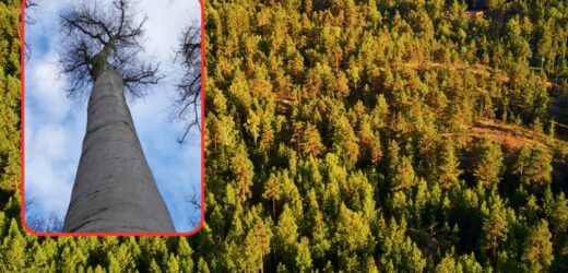 Niezwykłe odkrycie w lesie na południu Polski. Fenomen na skalę światową