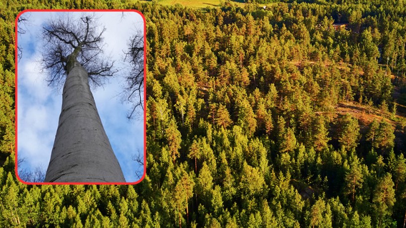 Niezwykłe odkrycie w lesie na południu Polski. Fenomen na skalę światową