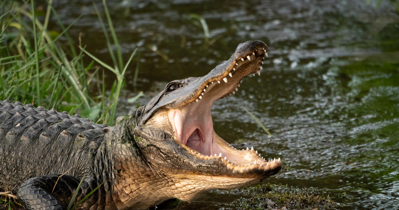 Aligator zabił kobietę spacerującą z psem