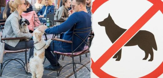 „Wolę restaurację pełną psów niż rozpuszczonych dzieci”. Polska wojna o psy