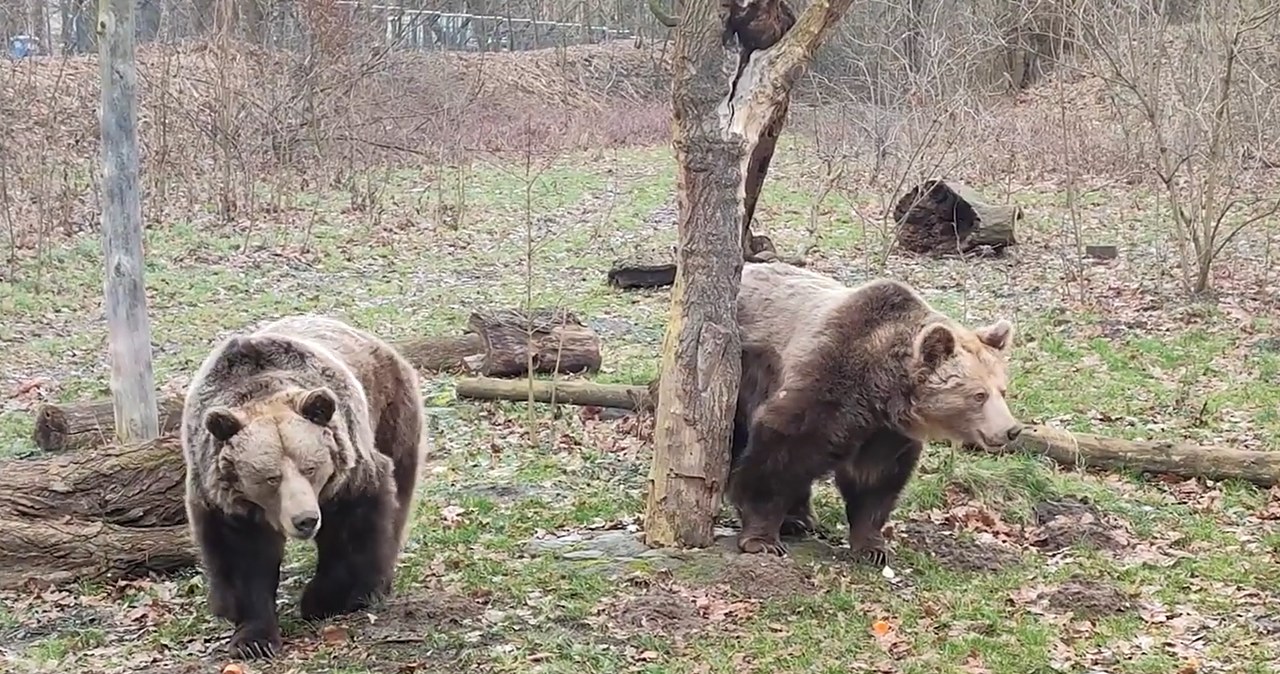 Czy to już wiosna? Niedźwiedzice z zoo wyszły na wybieg