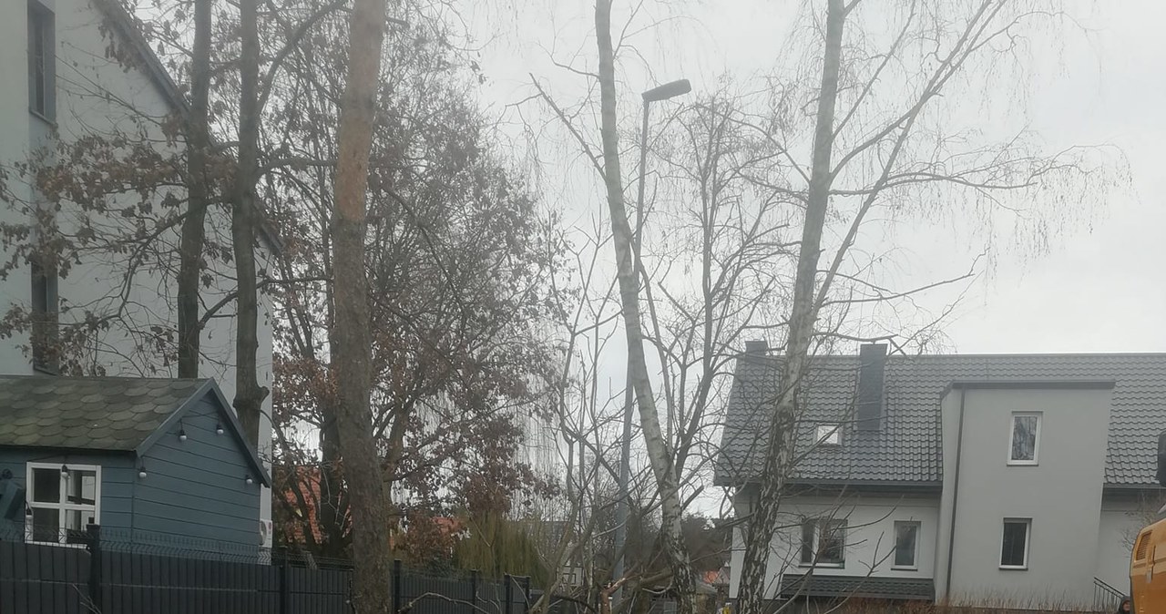 Dzielnica wycina kolejne drzewa. Pomimo zarządzenia prezydenta Warszawy
