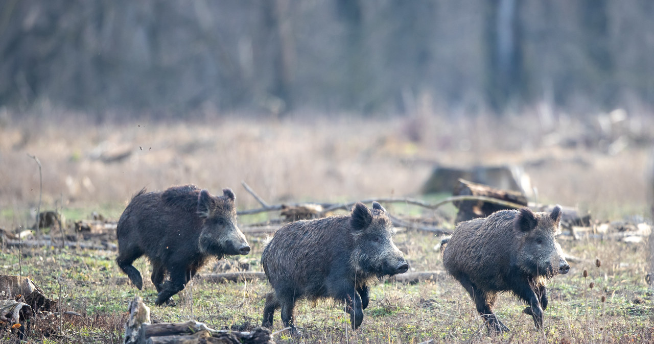 Skóra świniodzika na drzewie. „Co trzeba mieć w głowie?”