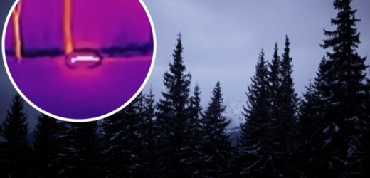 Tajemniczy widok w polskim lesie. Pojawiły się pytania o UFO