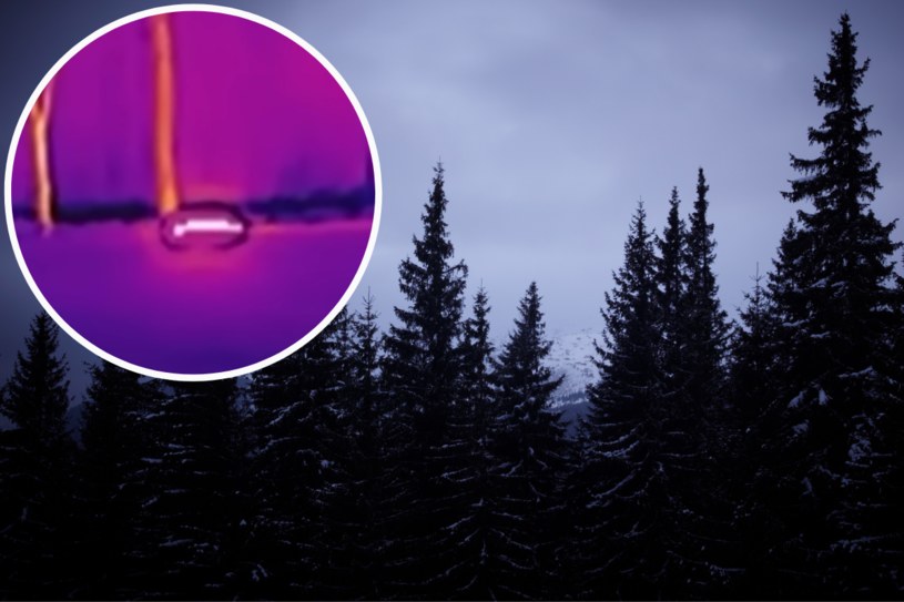 Tajemniczy widok w polskim lesie. Pojawiły się pytania o UFO