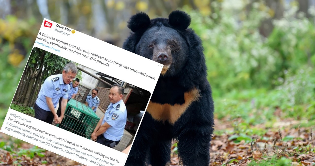Chciała mieć psa. Po dwóch latach okazało się, że sprzedano jej niedźwiedzia