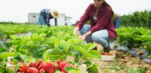 Kiedy sadzimy truskawki na wiosnę? Sprawdź, jak zrobić to krok po kroku