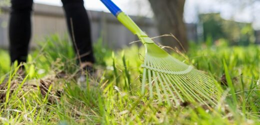 Dzięki tym trikom twój trawnik odżyje po zimie. Będzie gęsty i soczyście zielony
