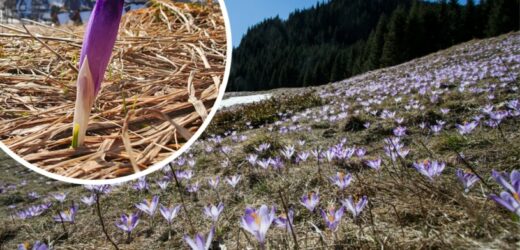 W Tatrach pojawił się pierwszy krokus. Fioletowe dywany co roku zdobią tatrzański krajobraz