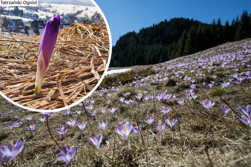 W Tatrach pojawił się pierwszy krokus. Fioletowe dywany co roku zdobią tatrzański krajobraz