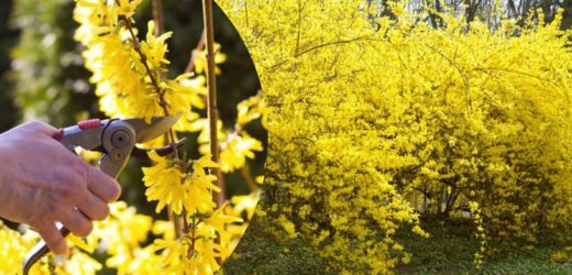 Forsycja marnieje? Wykonaj ten zabieg, a będzie uginać się od kwiatów