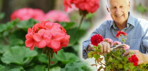 Zbliża się ważny termin dla miłośników pelargonii. Zaznacz w kalendarzu: 8-14 marca