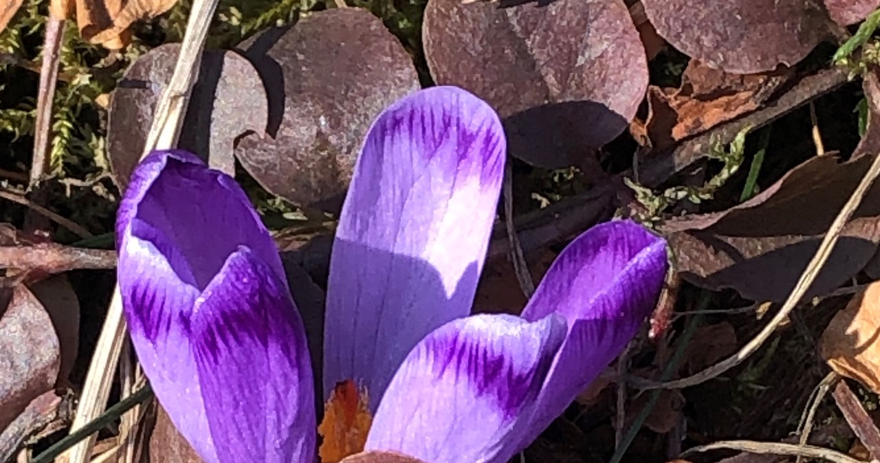 W Zakopanem zakwitły pierwsze krokusy