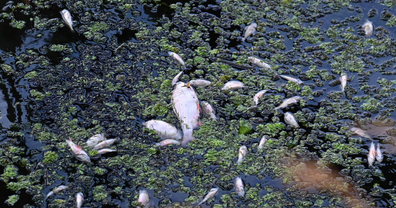 JSW odpowiada na oskarżenia Greenpeace dotyczące zasolenia Odry