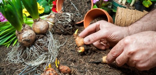 Kupiła cebulki hiacyntów, licząc, że będzie miała ozdobę na wielkanocny stół. Nic bardziej mylnego