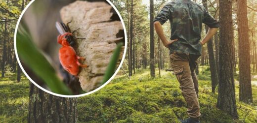 Ten gatunek dotarł już do Polski. Może być naprawdę drapieżny!