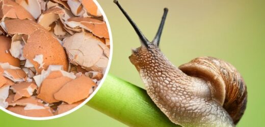 Żaden ślimak się nie prześlizgnie! Na grządki i uprawy działa jak ochronna tarcza
