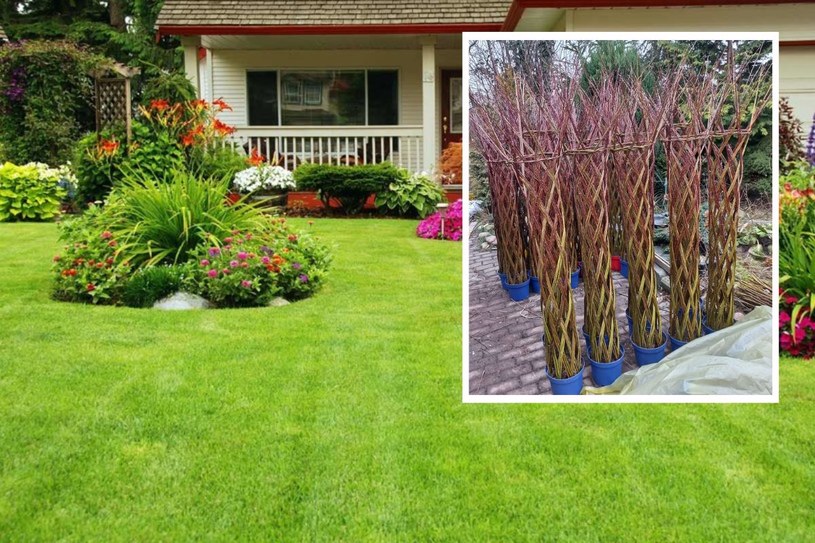 Hit ogrodniczy 2023! Miłośnicy roślin szaleją na punkcie tego trendu